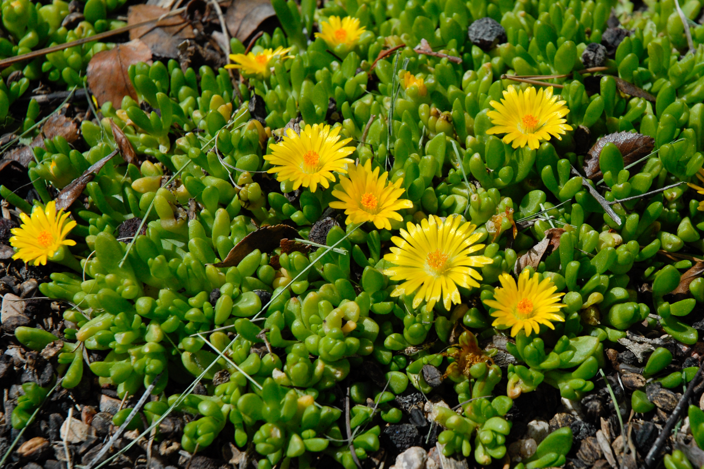 Yellow Iceplant